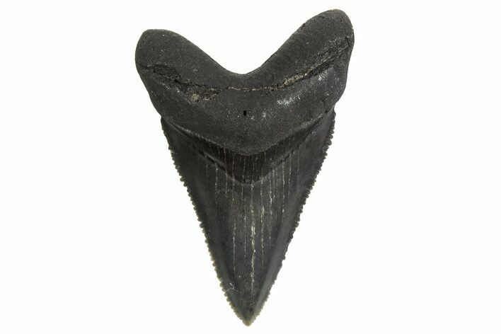 Juvenile Megalodon Tooth - South Carolina #340579